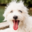 www.premierpet.com