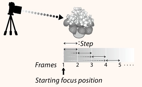 Focus en FRAMES/STEP
