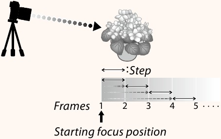 Focus en FRAMES/STAP