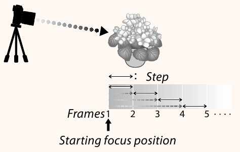 Focus en FRAMES/STEP