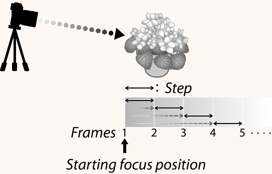 Focus en FRAMES/STEP