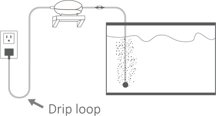 Druppellus